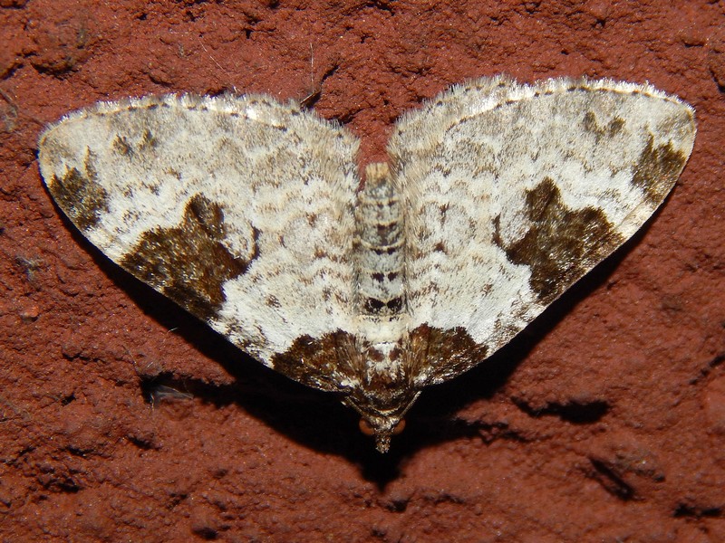 Xanthorhoe fluctuata